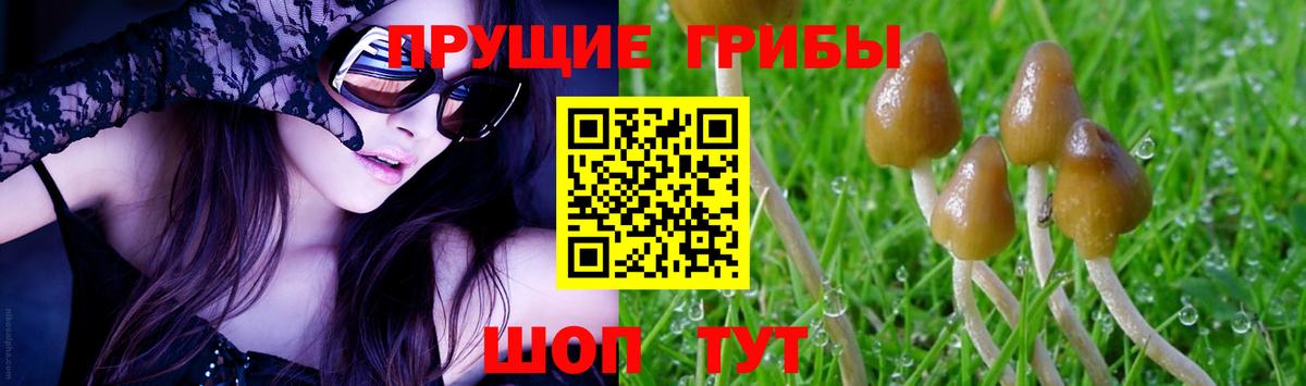 Малгобек  Псилоцибиновые грибы мухоморы  как найти наркотики  Вход с VPN  Галлюциногенные грибы Psilocybe 